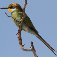 Swallow-tailed Bee-eater